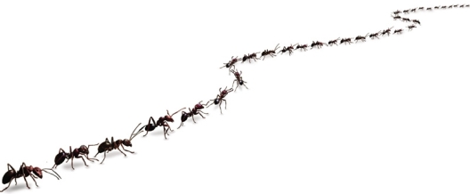ant-trail1.jpg